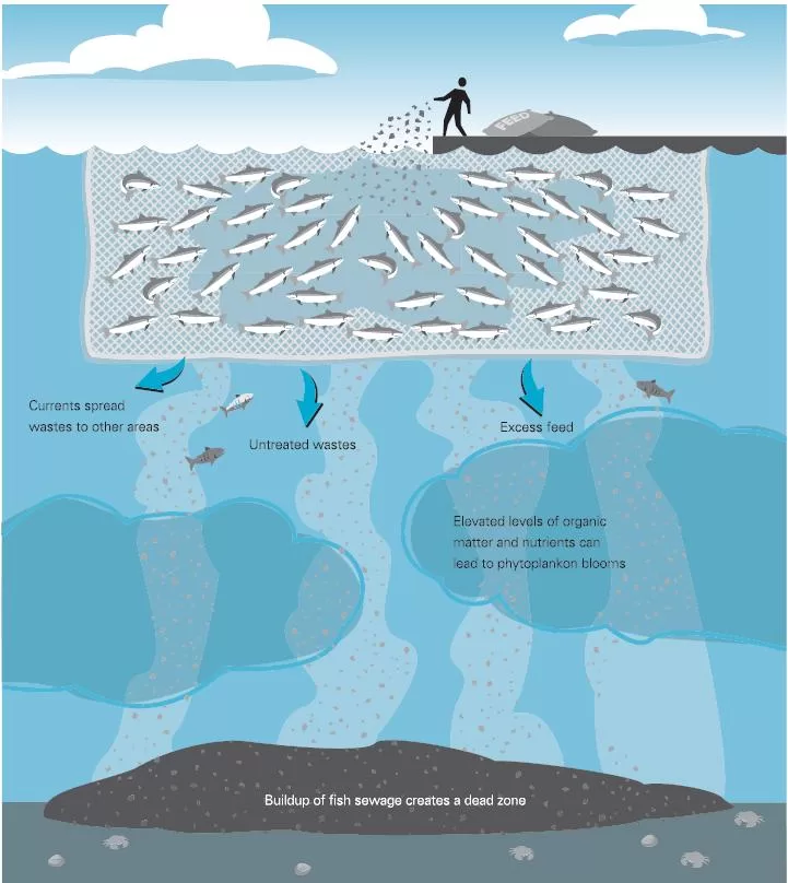 Corporate Takeover Of Our Food System Say No To Offshore Fish Farming