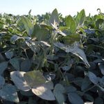 Farmers & Farm Organizations Urge EPA & USDA to Address Threat from Dicamba Pesticide Drift
