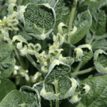 Family Farmers Outraged by EPA Reapproval of Dicamba
