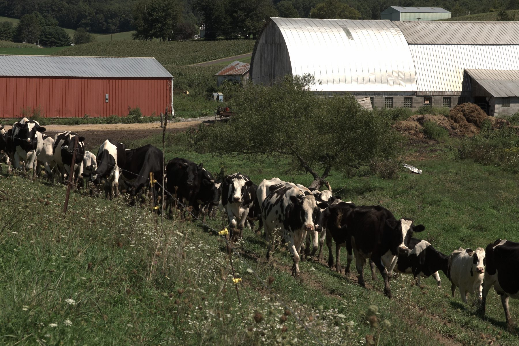 Organizations urge U S to withdraw petition against Canadian dairy